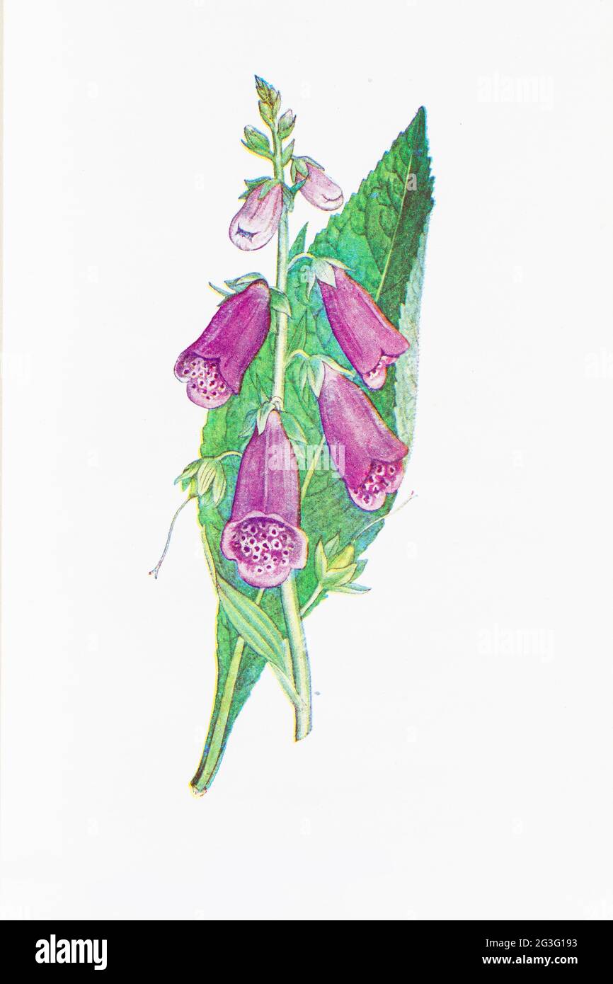 Photographie d'une illustration d'une plante de foxglove botanique d'époque Banque D'Images