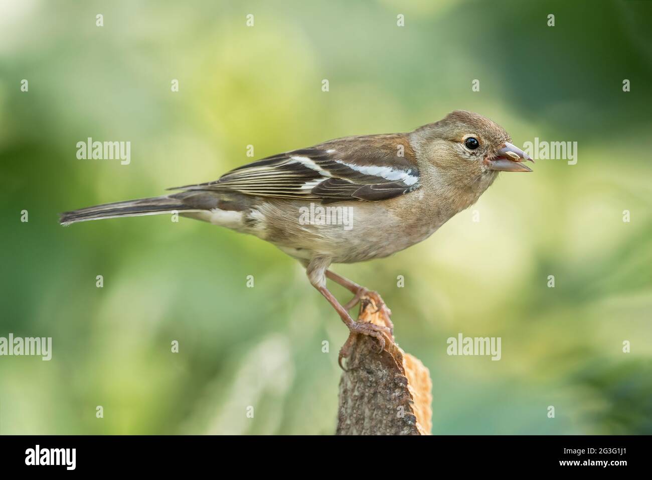 Chaffinch femelle perchée sur les restes d'un tronc d'arbre, en gros plan, en Écosse au printemps Banque D'Images