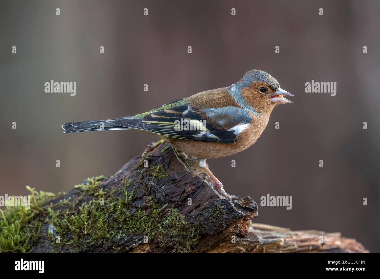 Chaffinch mâle perché sur le tronc d'arbre, gros plan, en Écosse en hiver Banque D'Images