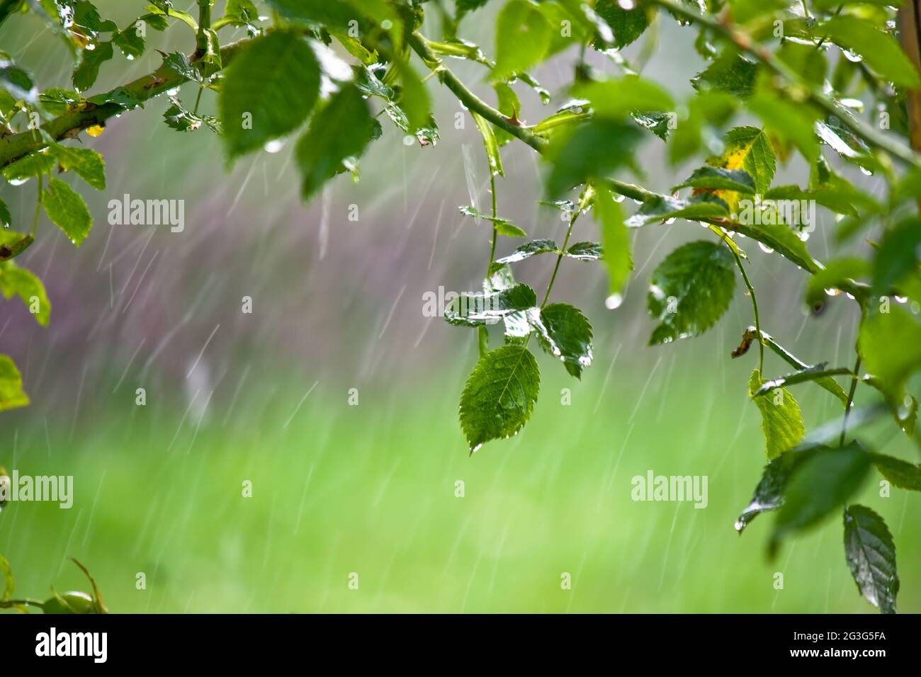 Roses sauvages, pluie Banque D'Images