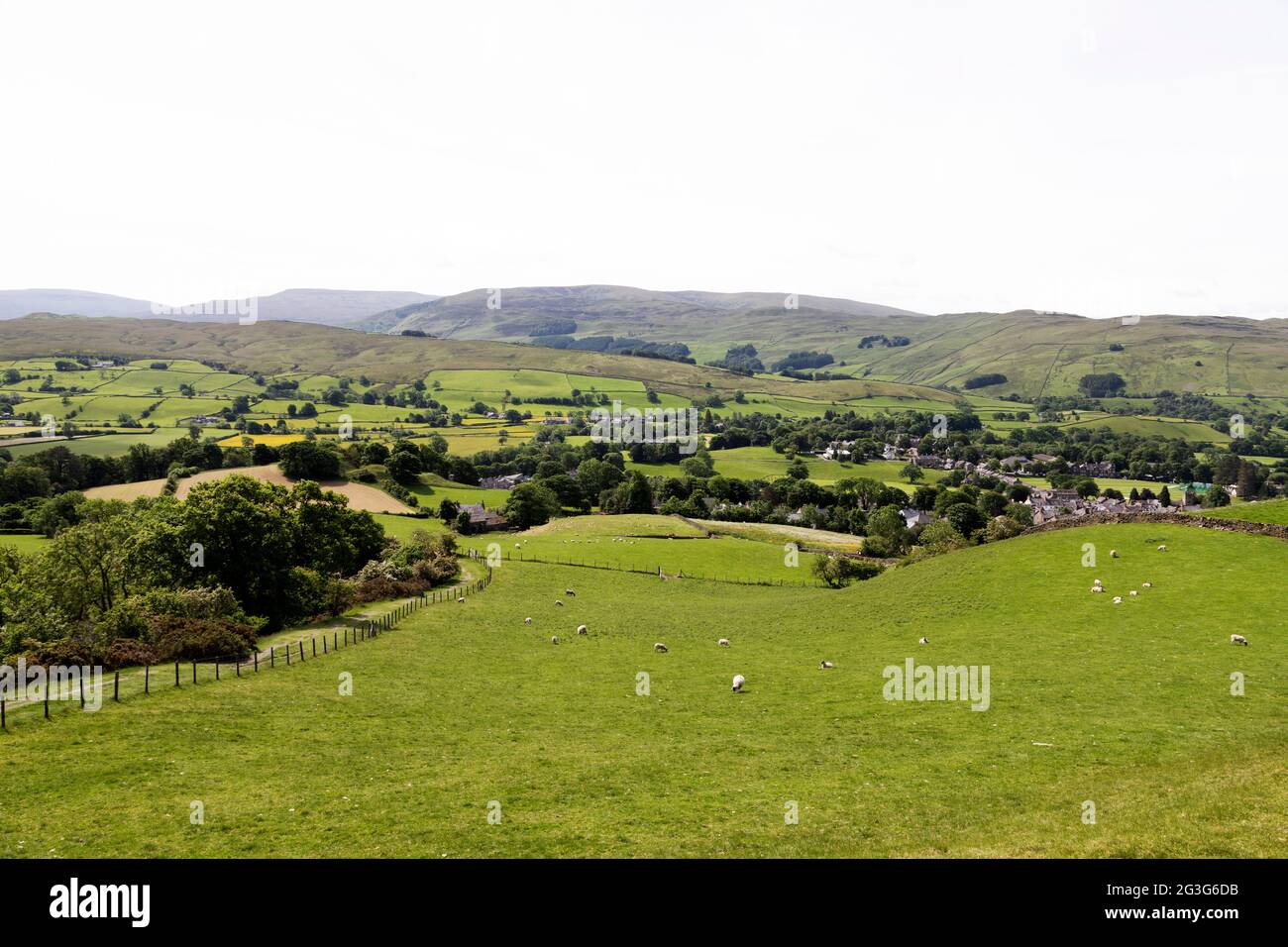 Les moutons se broutent dans le champ au-dessus de la ville de Sedbergh à Cumbria, Angleterre. Sedbergh se trouve dans le parc national de Yorkshire Dales. Banque D'Images