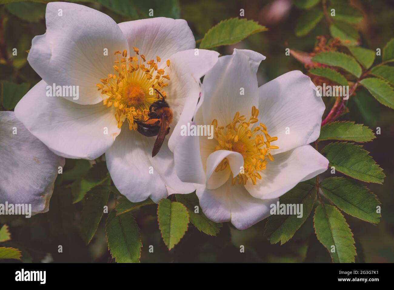 Une abeille et une petite rose blanche, une rose de chien et une abeille,  photo macro artistique, abeille sur une petite rose blanche Photo Stock -  Alamy