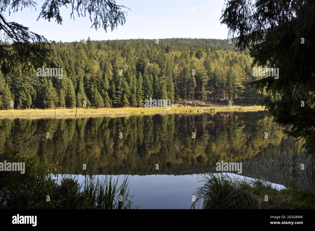 Découpe du Kleiner Arbersee avec quagmire dans la forêt bavaroise Banque D'Images