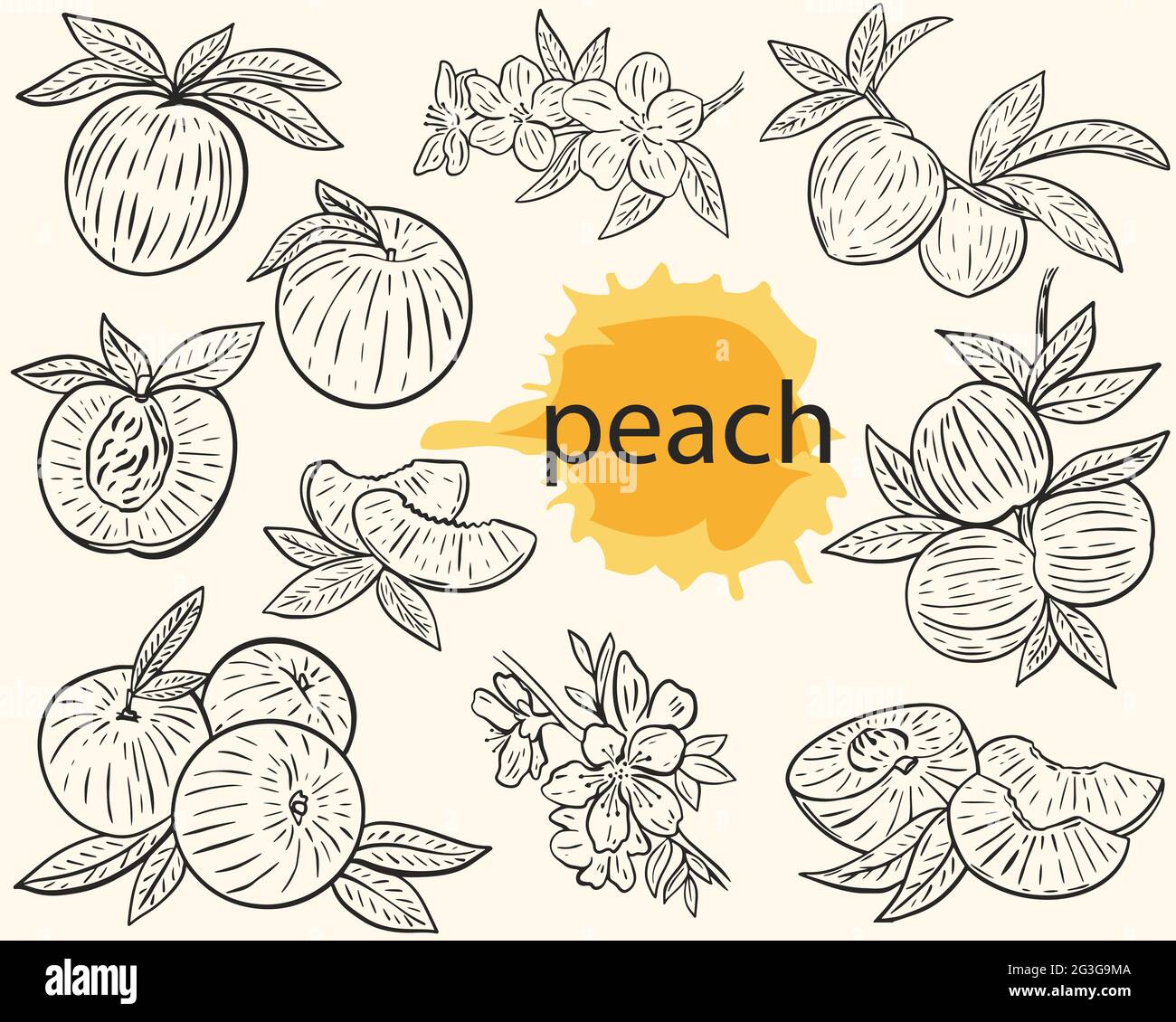 Vectorisation pêche. Ensemble de fruits entiers, de moitiés, sur une branche et de fleurs. Illustrations botaniques dessinées à la main. Gravure noire. Obj. Isolée Illustration de Vecteur