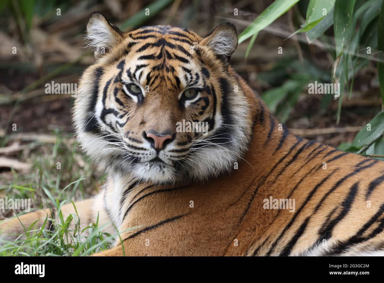 Le tigre de Sumatran est en danger critique dans un zoo australien Banque D'Images