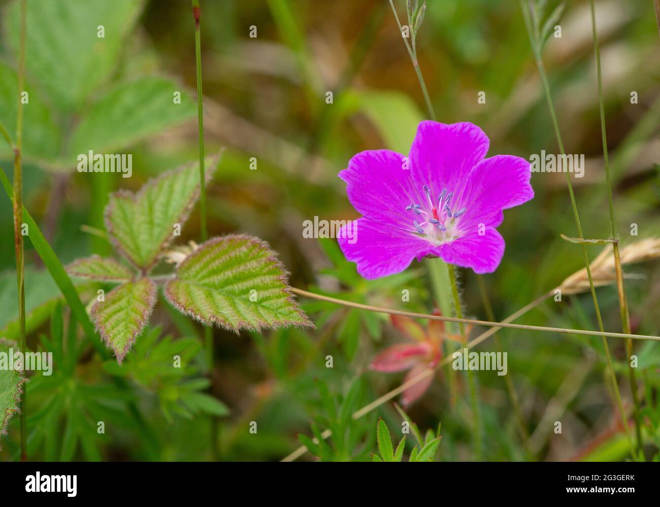 Bloody Cranesbill, Arnside, Milnthorpe, Cumbria, Royaume-Uni Banque D'Images