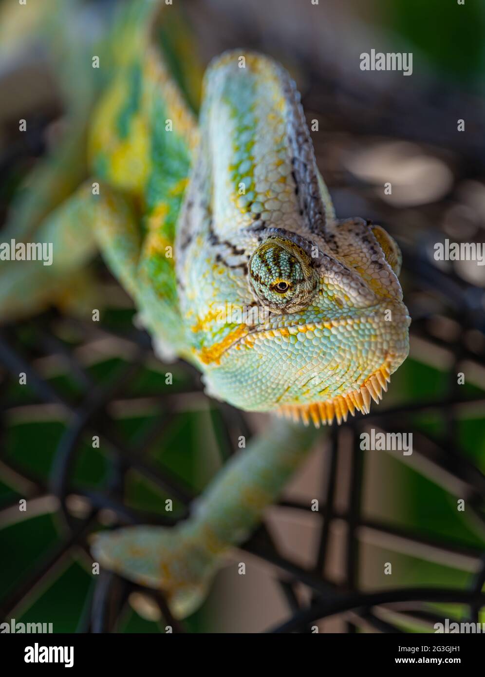 Magnifique lézard Chameleon vert coloré se déplaçant lentement les yeux. Reptile exotique. 4K. Mise au point sélective Banque D'Images