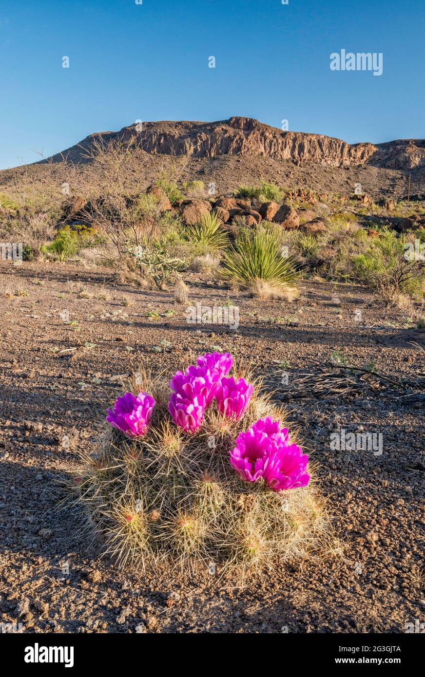 Cactus aux fraises en fleur, la Mota Mountain, parc national de Big Bend Ranch, Texas, États-Unis Banque D'Images