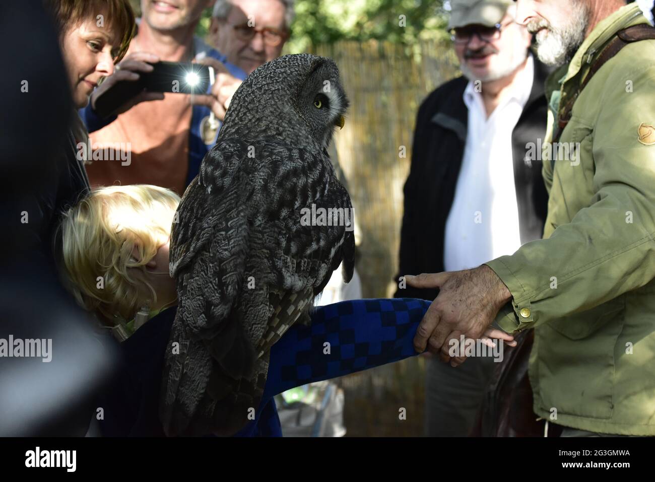 Falconer Mursa avec grand hibou (Strix nebulosa) Banque D'Images