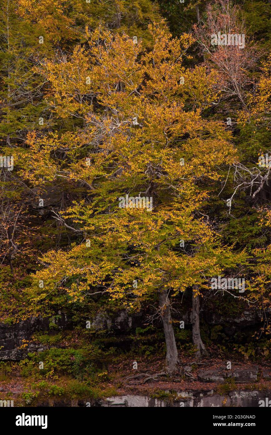 American Beech, sapins de feuillus courants en Amérique du Nord facile à cultiver sur une corniche rocheuse le long de Shohola Creek, dans Pocono Mountai, en Pennsylvanie Banque D'Images