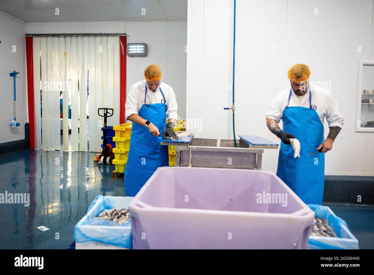 Transformation du poisson au marché aux poissons de Grimsby, Grimsby Docks, UK Fishing Banque D'Images