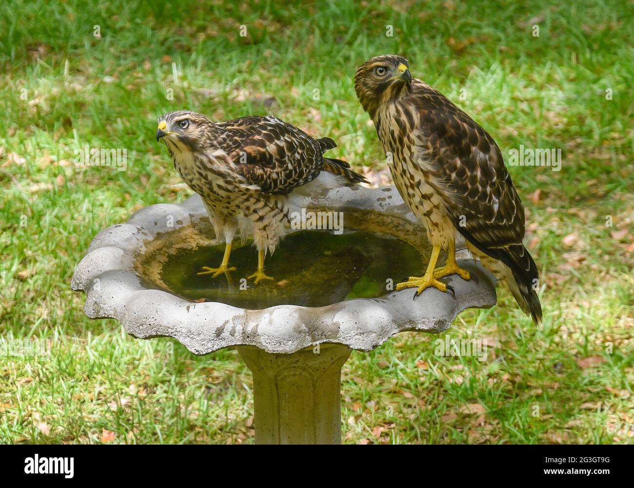 Deux faucons à épaulettes bénéficiant d'un bain d'oiseaux dans le centre-nord de la Floride. Banque D'Images