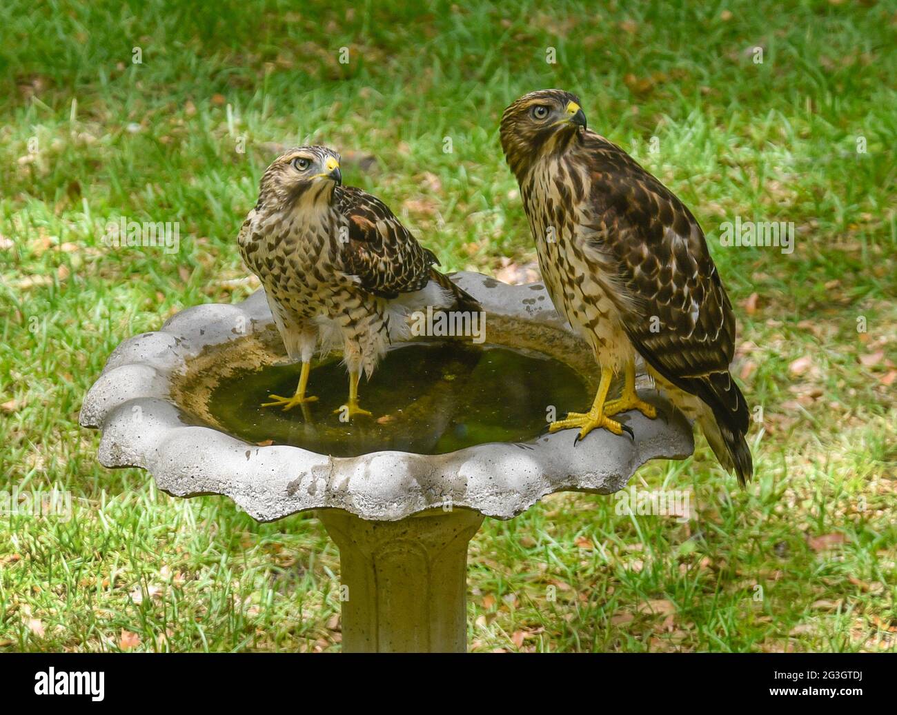 Deux faucons à épaulettes bénéficiant d'un bain d'oiseaux dans le centre-nord de la Floride. Banque D'Images