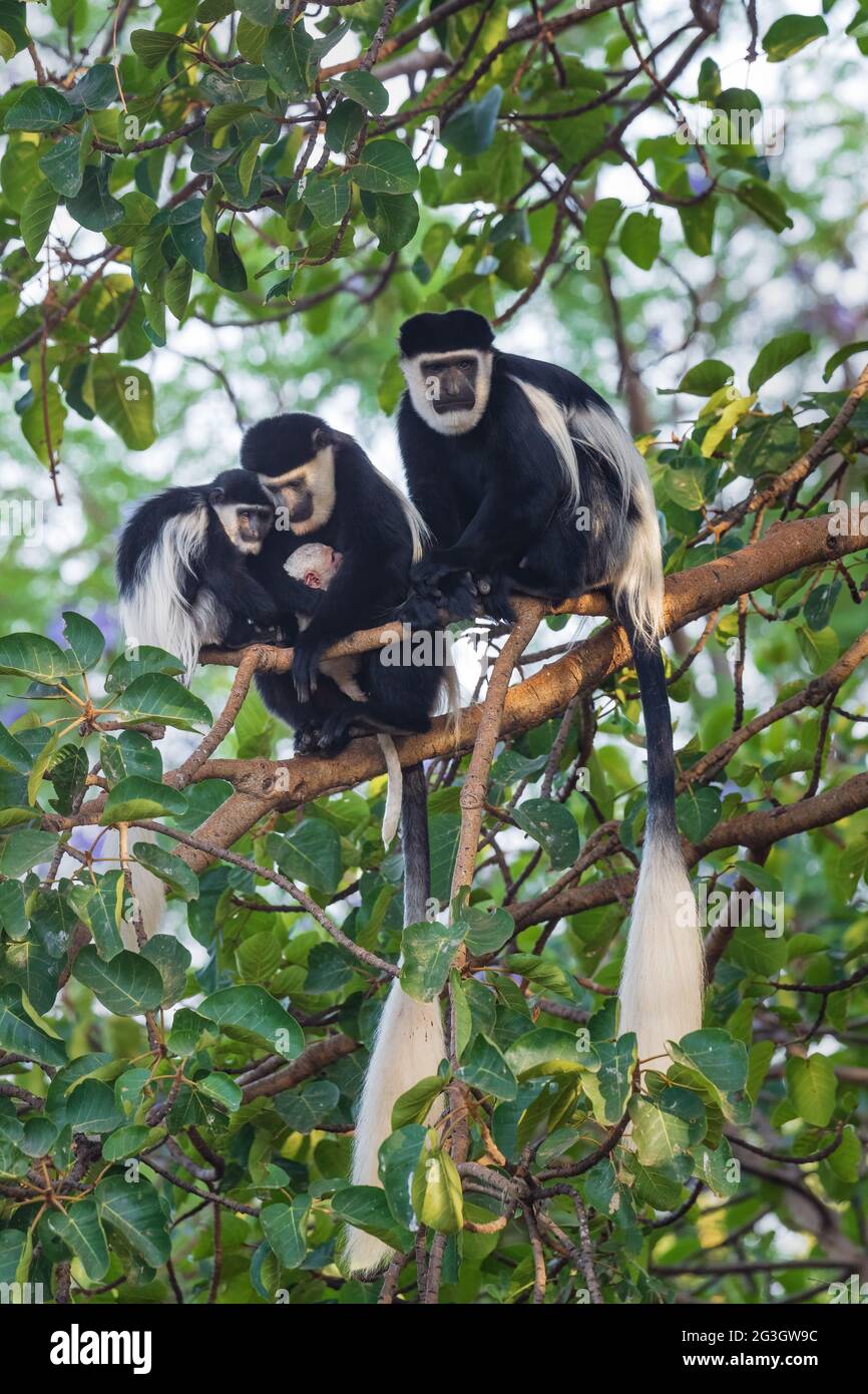 Colobus noir et blanc - Colobus guereza, beau primate noir et blanc des forêts et des terres boisées africaines, forêt de Harenna, Éthiopie. Banque D'Images