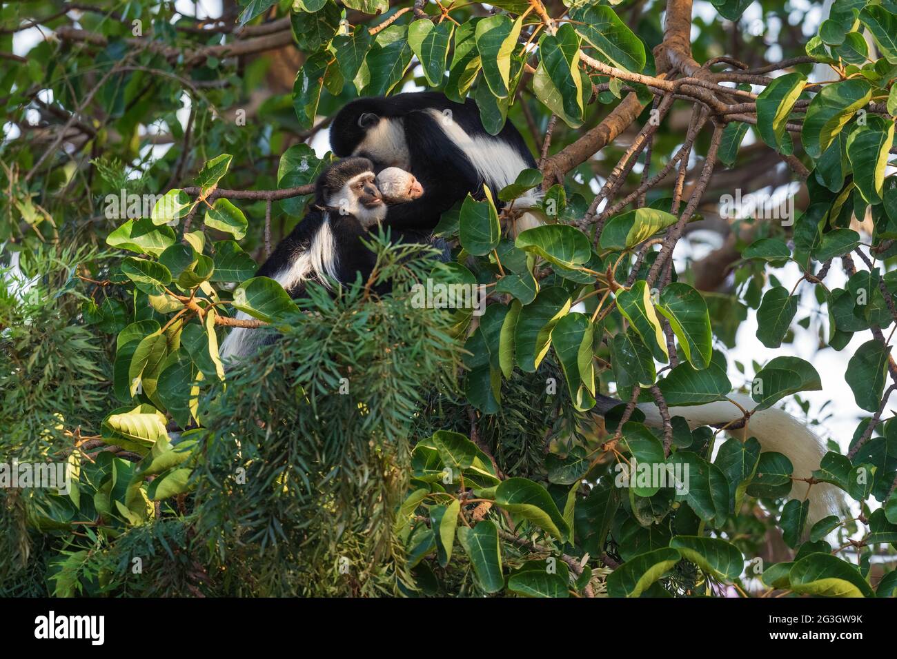 Colobus noir et blanc - Colobus guereza, beau primate noir et blanc des forêts et des terres boisées africaines, forêt de Harenna, Éthiopie. Banque D'Images