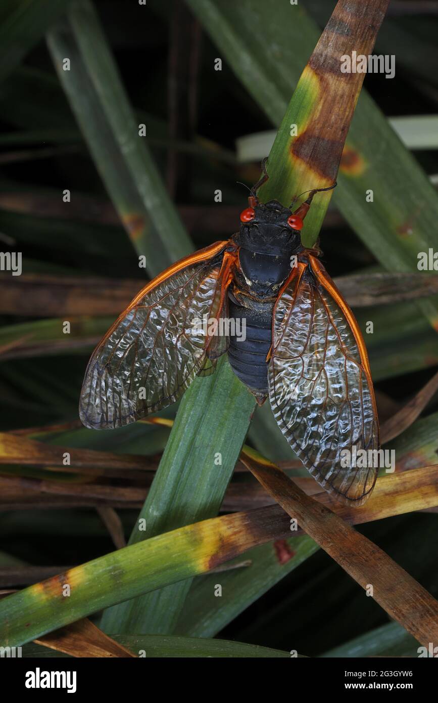 Périodique cicada, Magicicada septendecim, périodique de 17 ans cicada, adulte, Maryland, Juin 2021 Banque D'Images