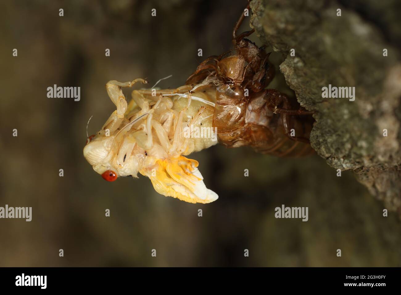 Périodique cicada, Magicicada septendecim, périodique de 17 ans cicada, teneral Adult bromod X cicada, mue, Maryland, juin 2021 Banque D'Images