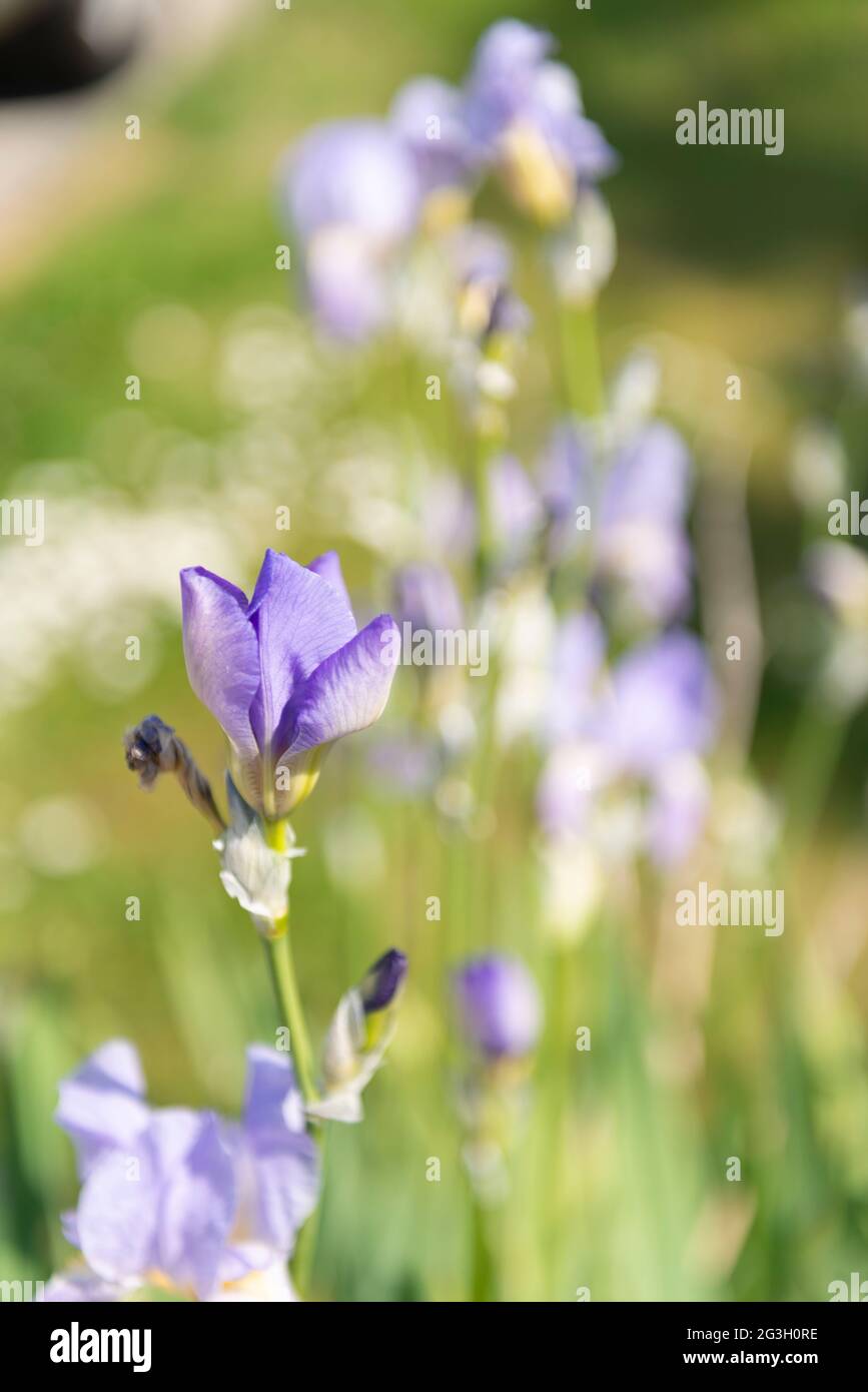 Iris violet dans un jardin de maison Banque D'Images