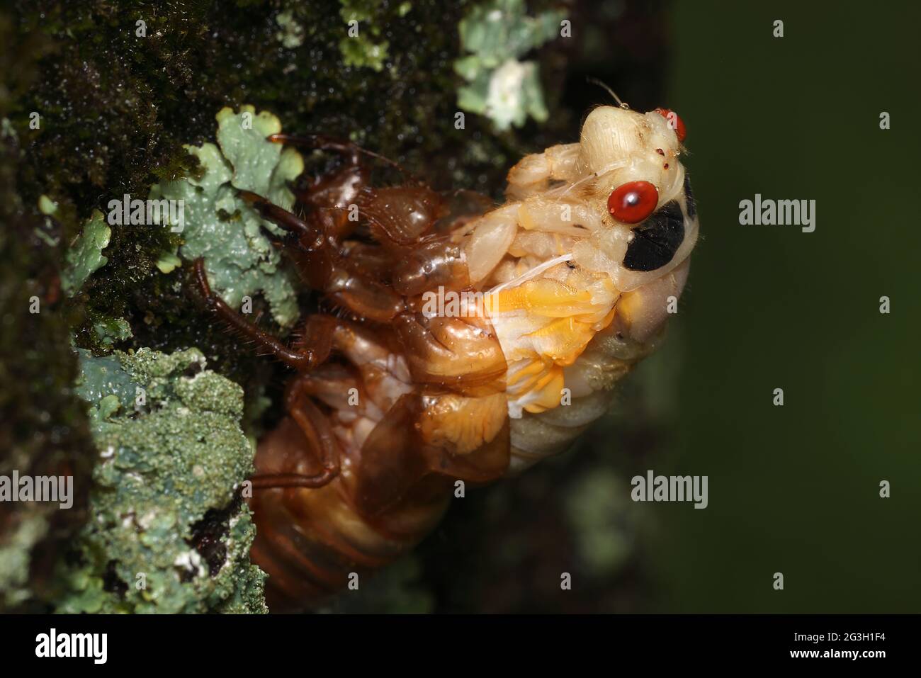 Périodique cicada, Magicicada septendecim, périodique de 17 ans cicada, teneral Adult bromod X cicada, mue, Maryland, juin 2021 Banque D'Images