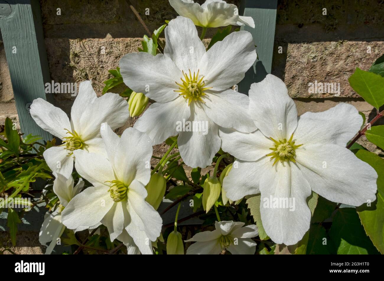 Gros plan de fleurs blanches clematis 'Avalanche' fleuries sur un mur dans le jardin au printemps Angleterre Royaume-Uni Grande-Bretagne Banque D'Images