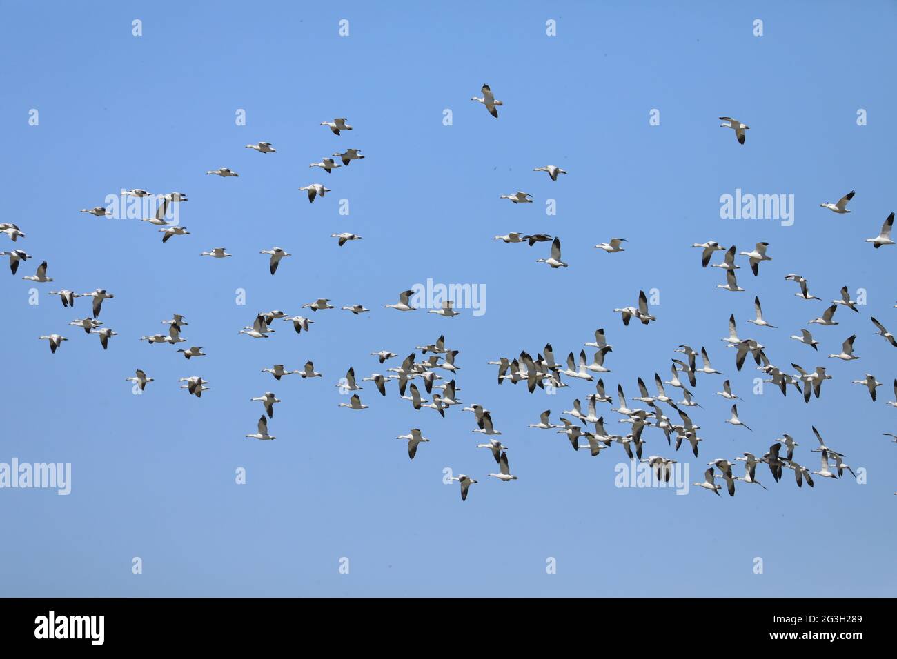 Un grand troupeau d'Oies des neiges, Chen caerulescens, volant Banque D'Images