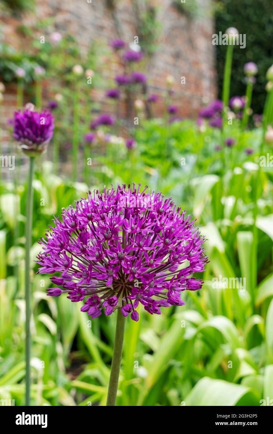 Gros plan de violet allium alliums fleurs fleurir croissant dans un jardin fleuri en été Angleterre Royaume-Uni Grande-Bretagne Banque D'Images