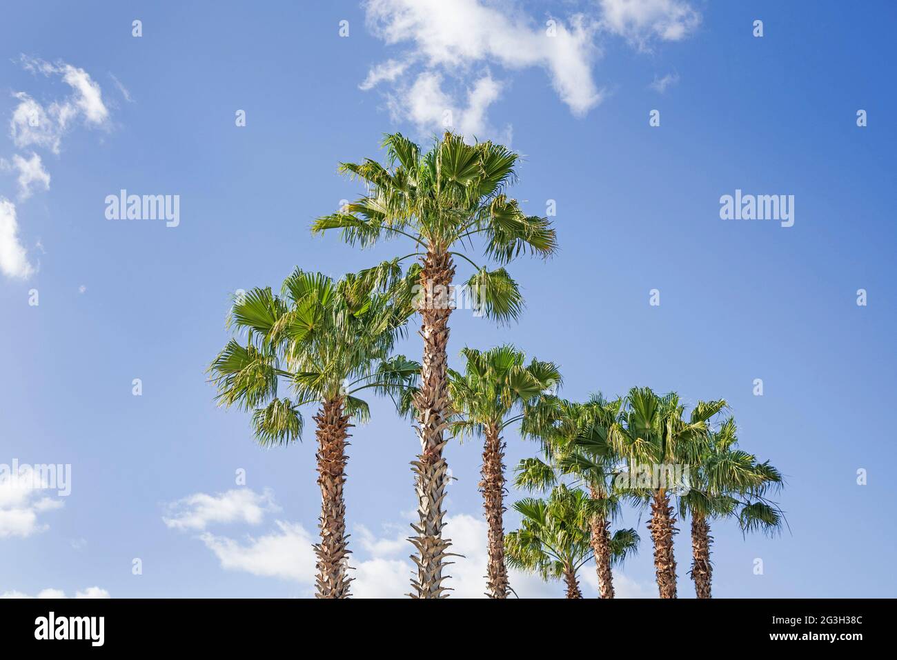 Majestueux palmiers Sabal, l'arbre d'État de Floride, dans un magasin de Lowes à Alachua, Floride. Banque D'Images Majestueux palmiers Sabal, l'arbre d'État de Floride, dans un magasin de Lowes à Alachua, Floride. Banque D'Images
