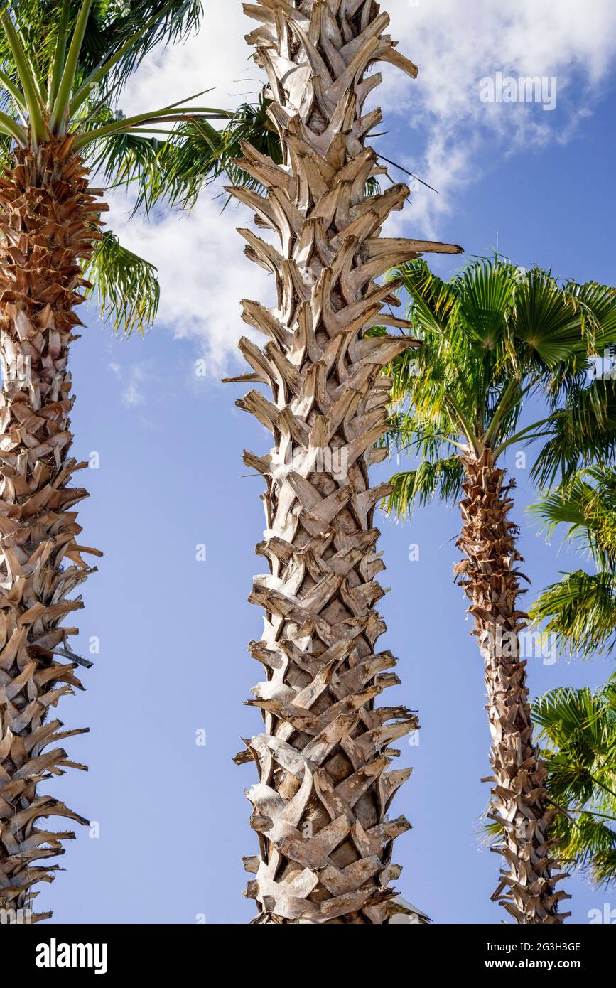 Majestueux palmiers Sabal, l'arbre d'État de Floride, dans un magasin de Lowes à Alachua, Floride. Banque D'Images Majestueux palmiers Sabal, l'arbre d'État de Floride, dans un magasin de Lowes à Alachua, Floride. Banque D'Images