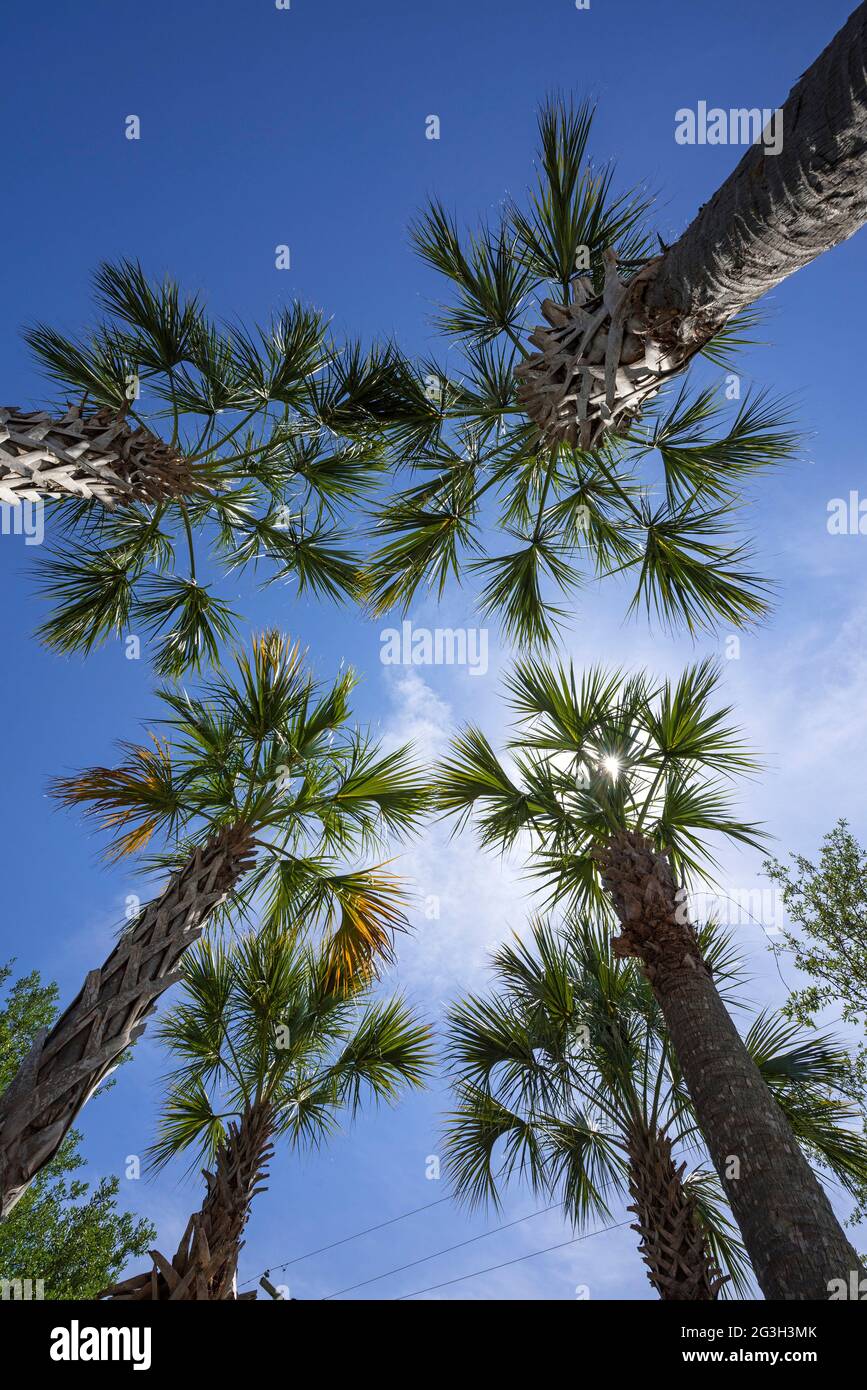 Sabal Palm Trees dans le parking de la pharmacie CVS à High Springs, FL. Banque D'Images