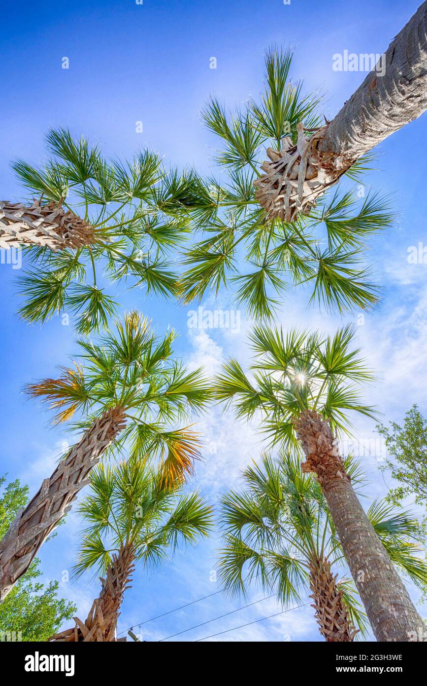 Sabal Palm Trees dans le parking de la pharmacie CVS à High Springs, FL. Banque D'Images