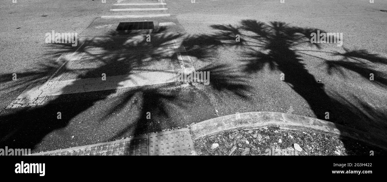 Sabal Palm Tree ombres dans la zone de stationnement de la pharmacie CVS à High Springs; FL. Banque D'Images Sabal Palm Tree ombres dans la zone de stationnement de la pharmacie CVS à High Springs; FL. Banque D'Images