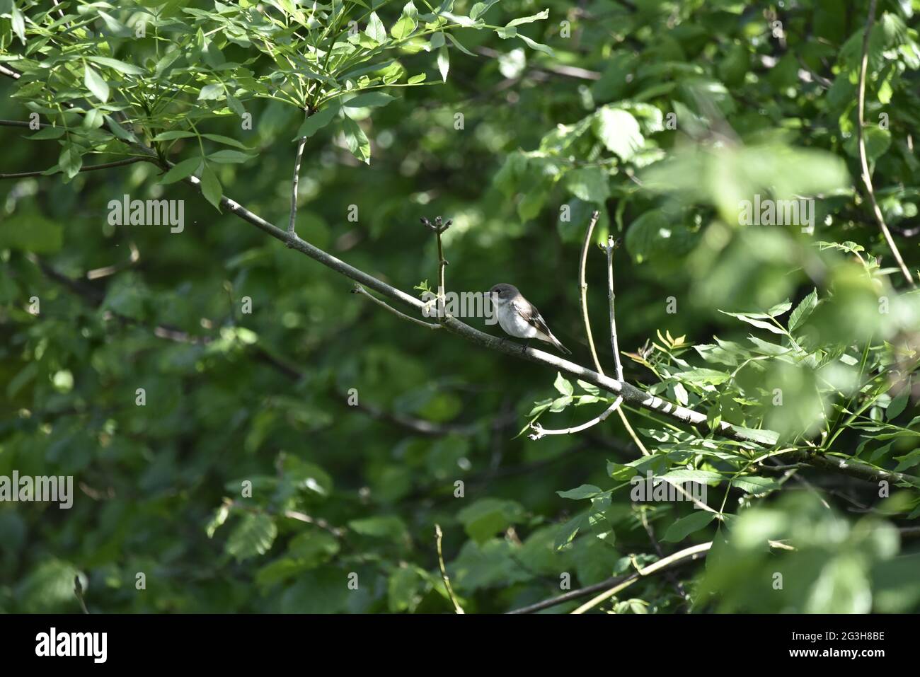 Moucherolle femelle européen d'été (Ficedula hypoleuca) perchée sur une branche au-dessus de la rivière Rhiw au milieu du pays de Galles en juin Banque D'Images