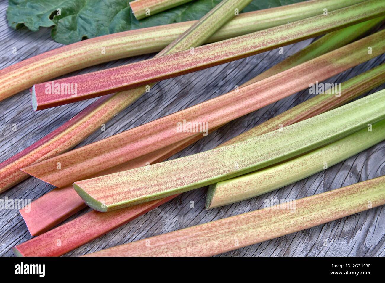 Tiges de Rhubarb récoltées 'Rheum rhabarum' cultivées dans le jardin. Banque D'Images
