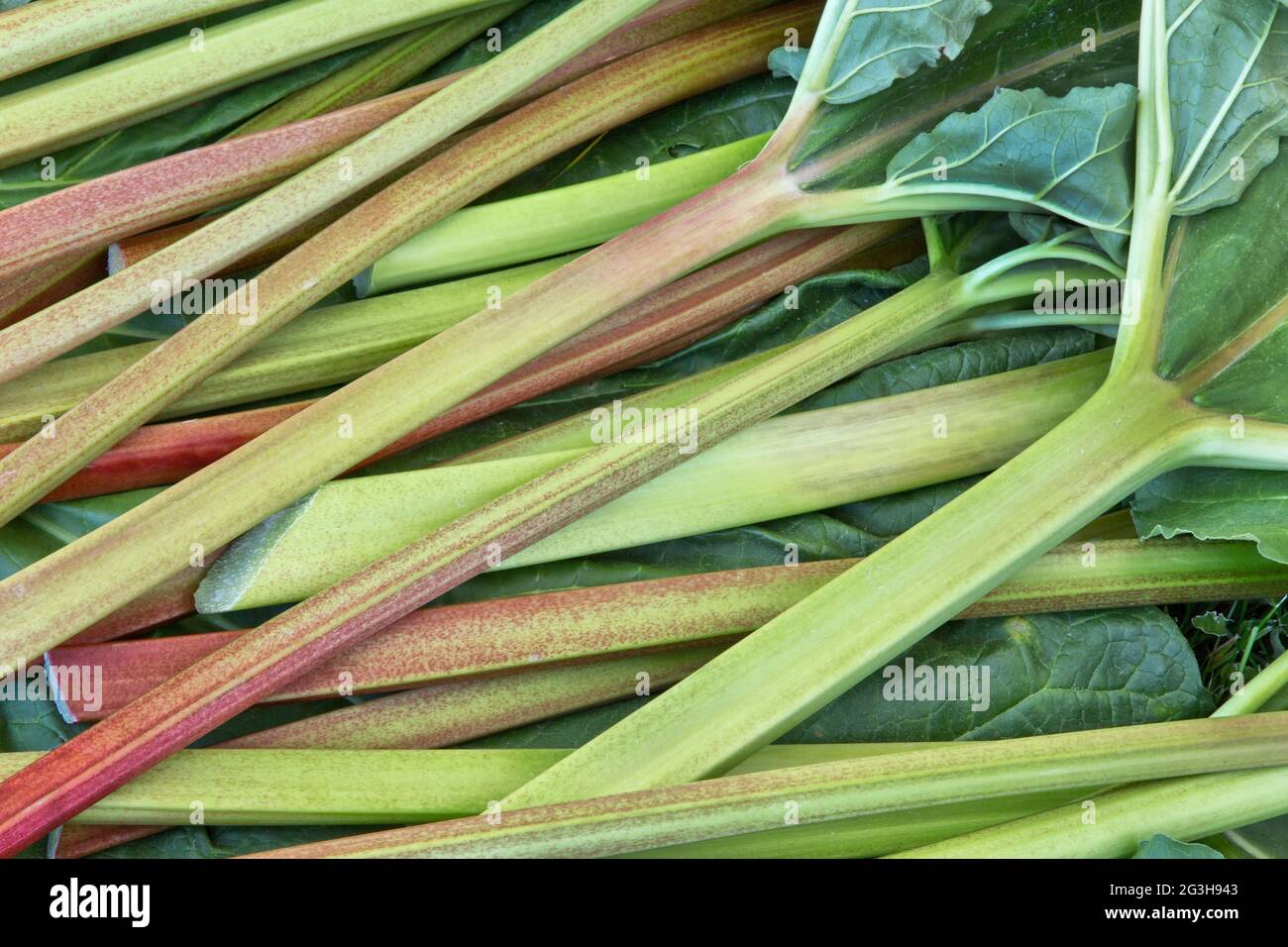 Tiges de Rhubarb récoltées 'Rheum rhabarum' cultivées dans le jardin. Banque D'Images