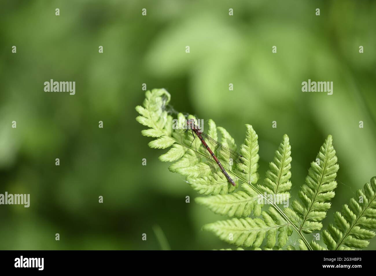 Gros plan la mouche du Darter commun mâle (Sympetrum striolatum) assise sur une feuille de Fern Sunny prise sur la rive de la rivière Rhiw au pays de Galles en juin Banque D'Images