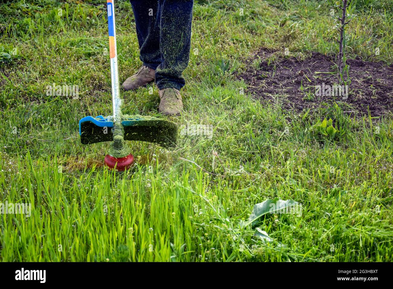 Processus de coupe de l'herbe verte avec le coupe-herbe dans le jardin. La tête rotative avec ligne de pêche rouge coupe l'herbe. Tondeuse à essence. Gros plan. Banque D'Images