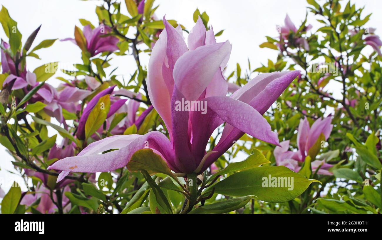 Fleur de magnolia avec des pétales roses délicats sur une branche avec des feuilles vertes le jour du printemps Banque D'Images