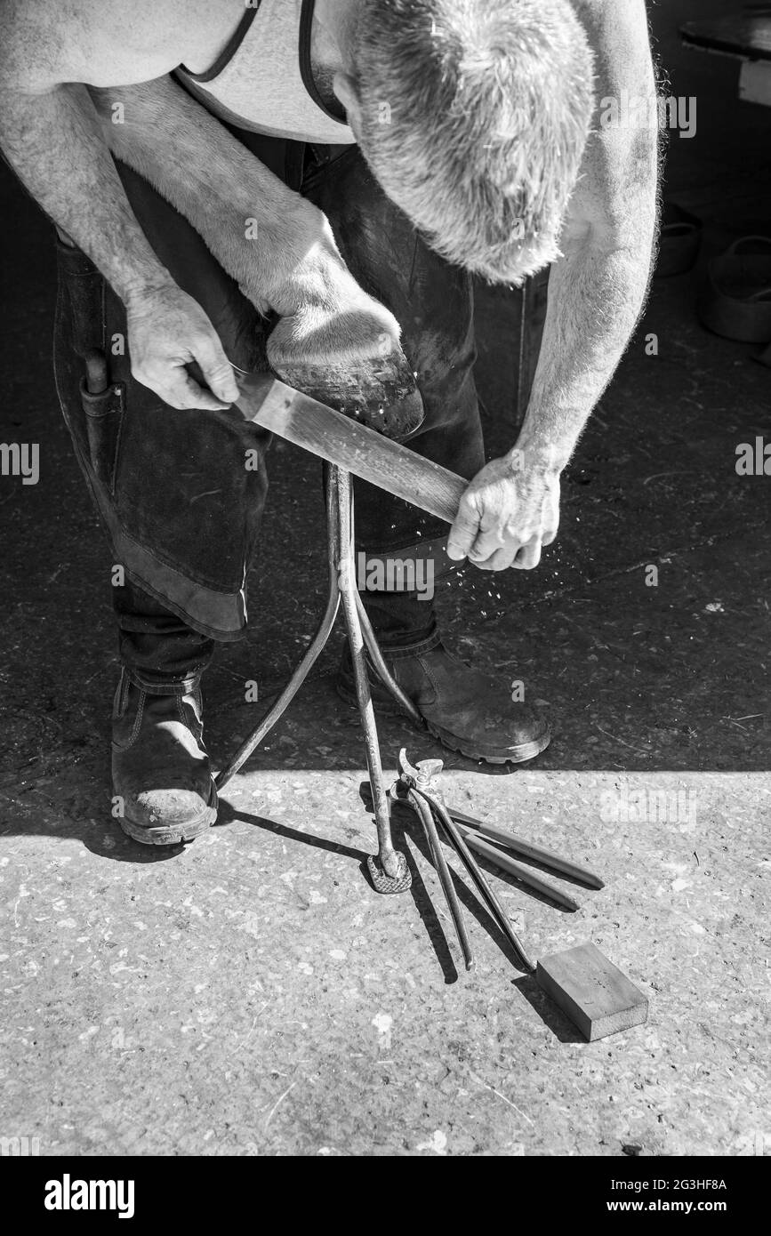 Un ferrier qui fait la randonnée à cheval au Royaume-Uni. Déposer le sabot après avoir monté le nouveau patin. Banque D'Images