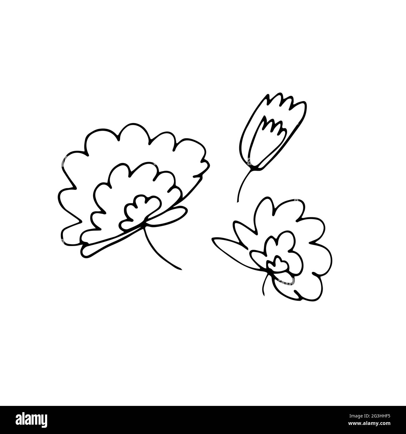 Ensemble de fleurs Doodle. Contour des fleurs et des bourgeons isolés sur fond blanc. Plantes dessinées à la main avec des pétales. Pivoines stylisées, roses, tulipes. Femme ro Illustration de Vecteur
