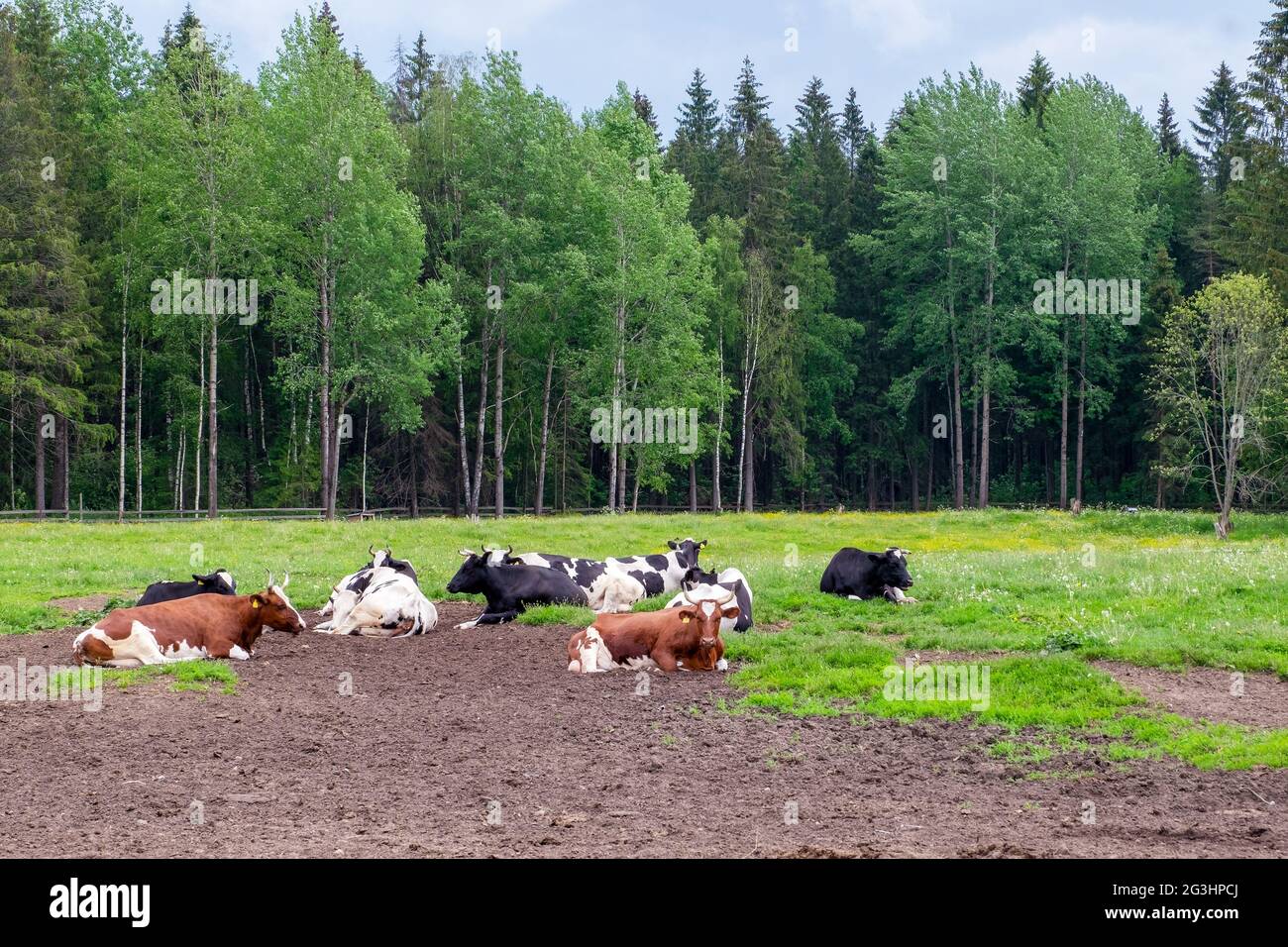 Le pâturage sur lequel reposent plusieurs vaches de ferme bien nourries Banque D'Images