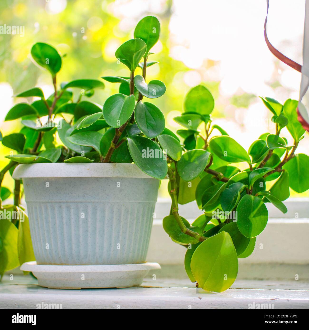 Plante intérieure peperomia dans un pot blanc sur le seuil de la fenêtre par la fenêtre Banque D'Images