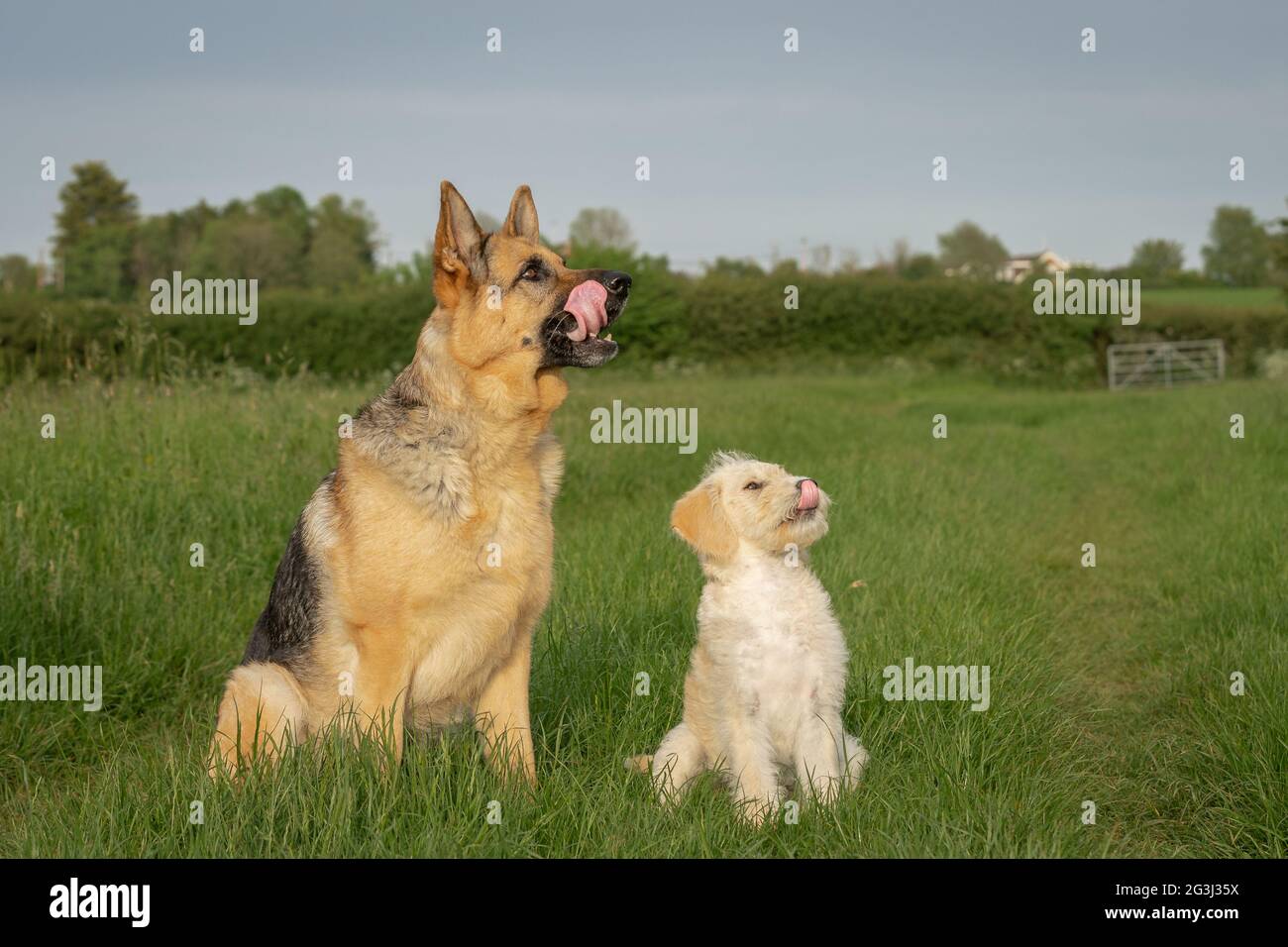 Le chien et le chiot se léchant sur les lèvres Banque D'Images