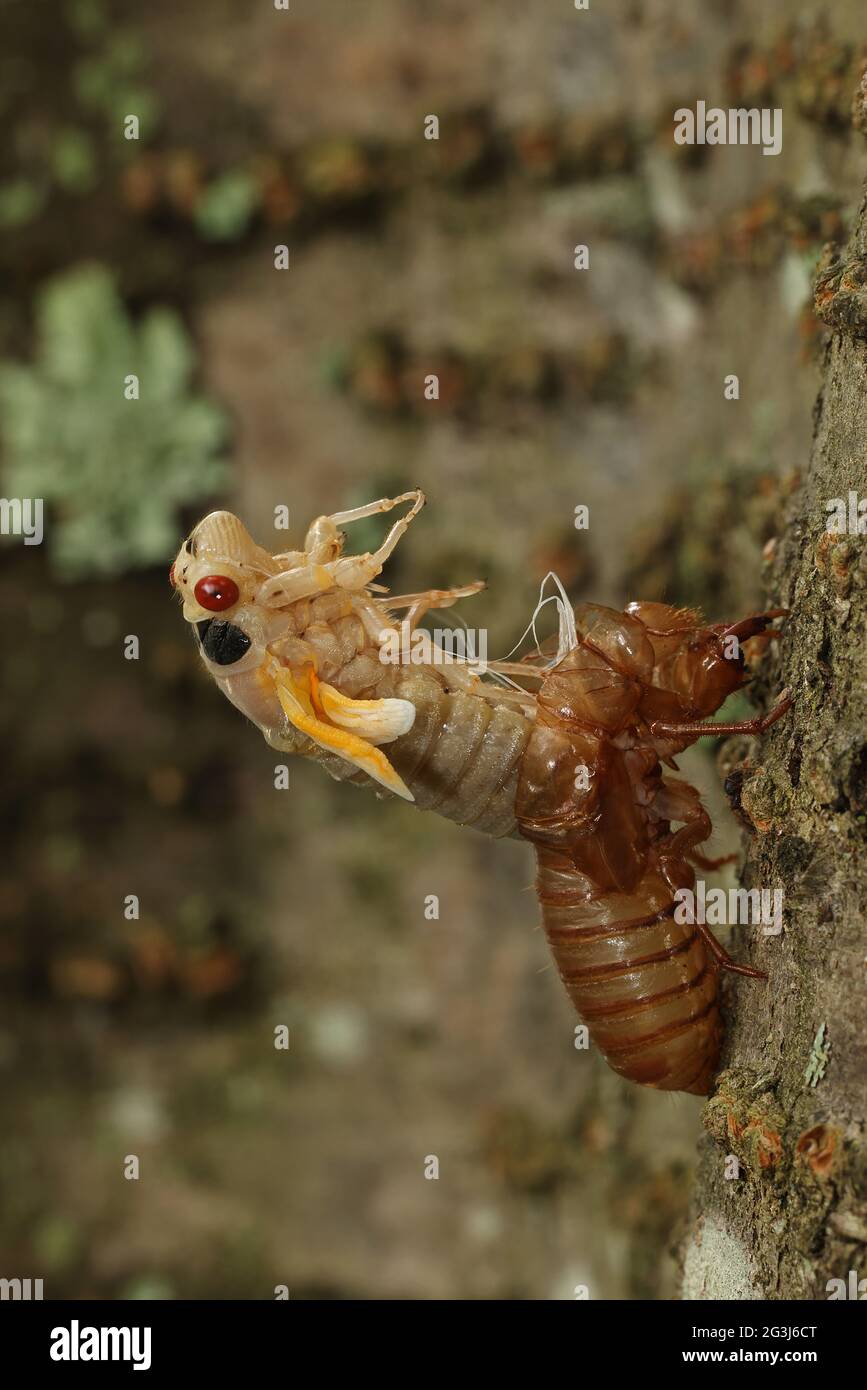 Périodique cicada, Magicicada septendecim, périodique de 17 ans cicada, larve moting , général adulte émergent, Brood X cicada, Maryland, juin 2021 Banque D'Images