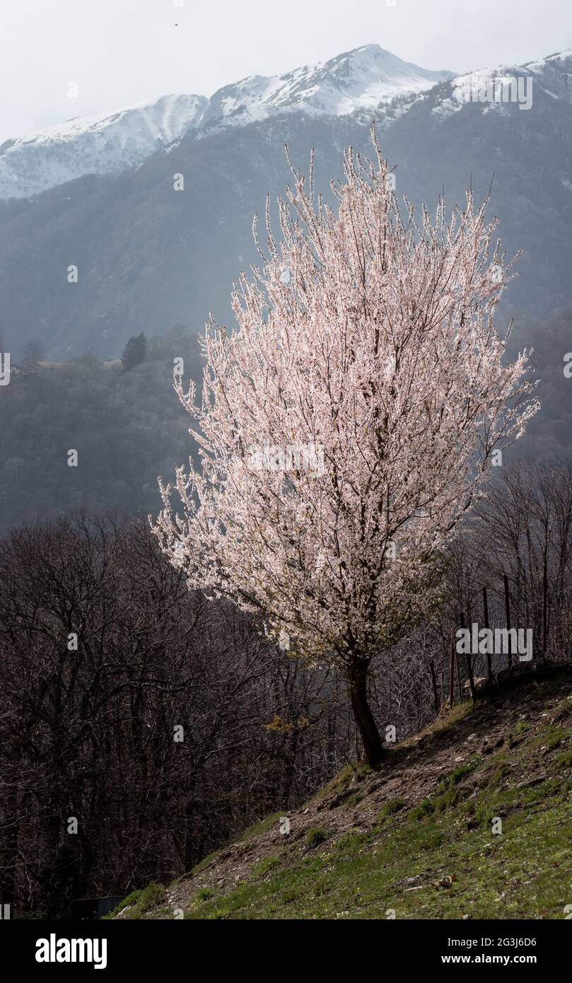 cerisier tout entier fleuri avec lumière éclatante Banque D'Images