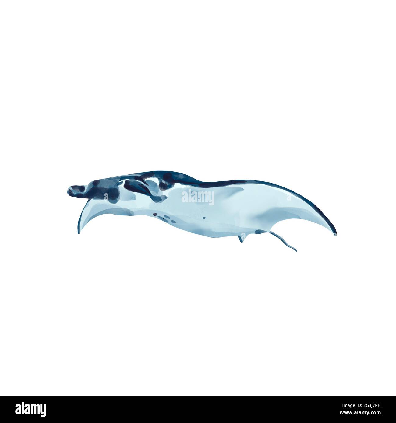 Illustration aquarelle d'un rayon de manta sur fond blanc. Faune sauvage réaliste de la mer et de l'océan sous-marins. Banque D'Images