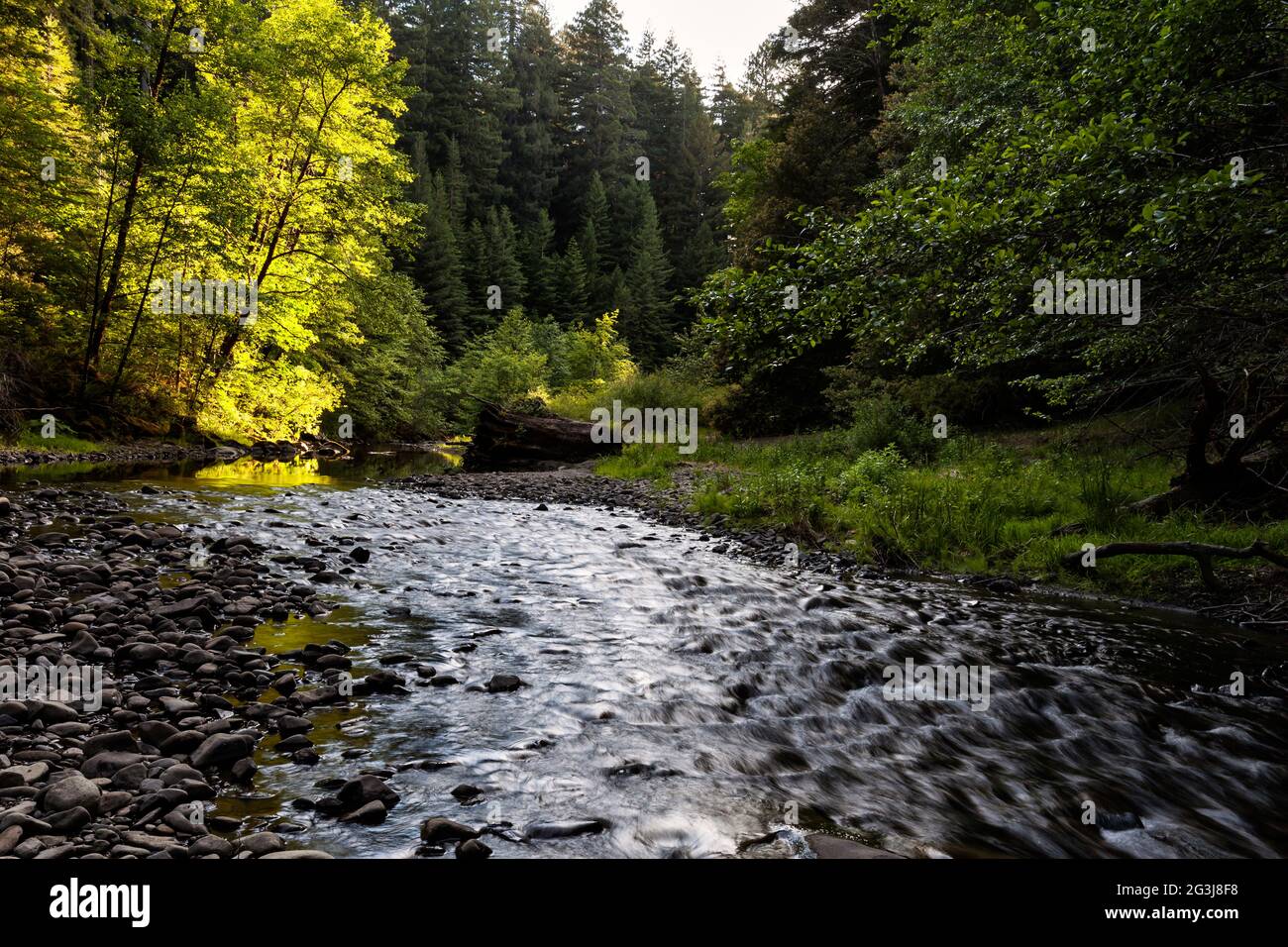 Bull Creek coule dans le parc national Humboldt Redwoods, dans le nord de la Californie. Banque D'Images