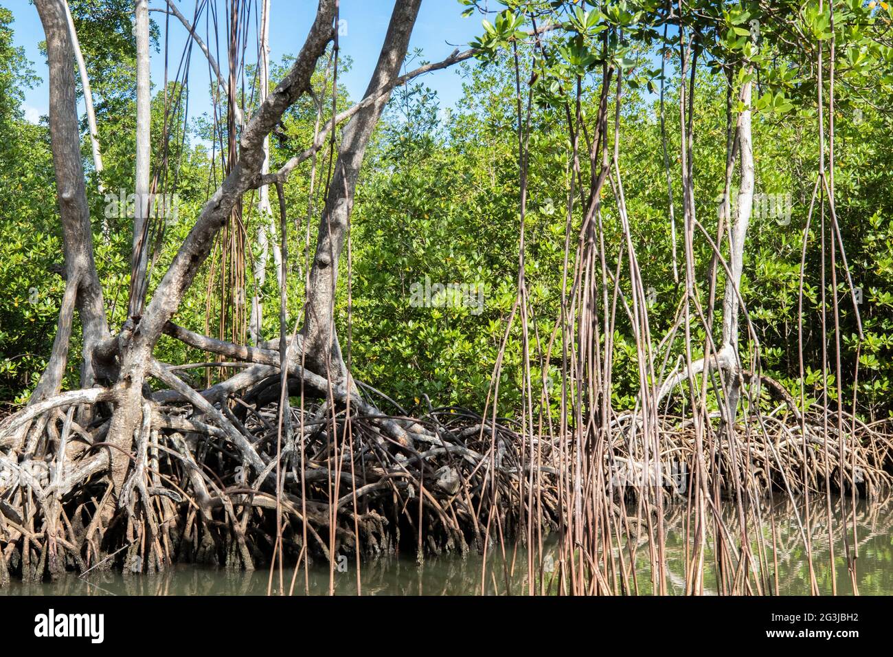 Forêt de mangroves dans le parc national de los Haïtiens en République dominicaine. Rivière à travers la forêt de mangroves avec beaucoup de mangroves les jours ensoleillés Banque D'Images