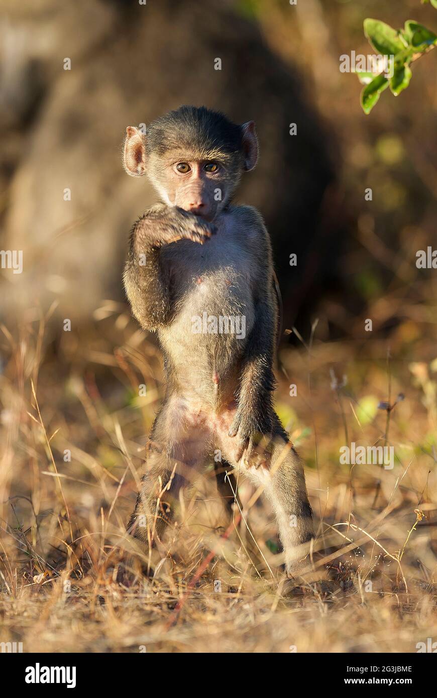 Singe babouin, Papio hamadryas ursinus, Parc National Kruger Sud , Afrique. Banque D'Images