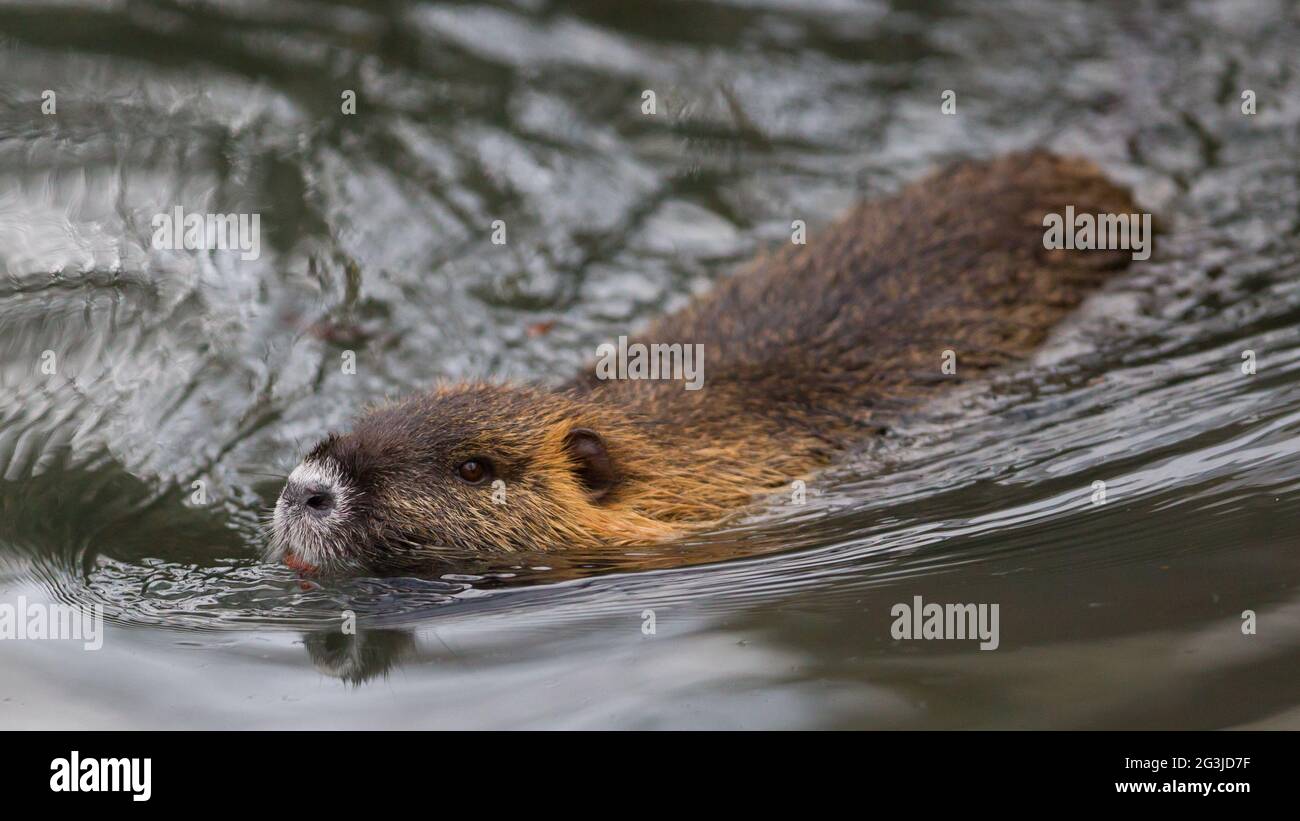 Myocastor coypus, mammifère unique Banque D'Images