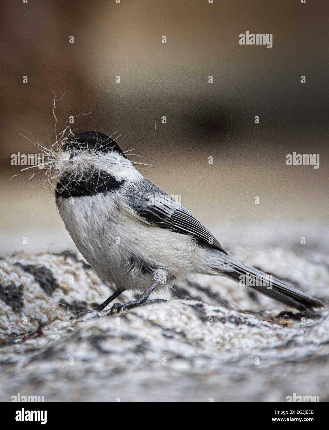 Chickadee à capuchon noir avec matériau pour nid dans le bec Banque D'Images